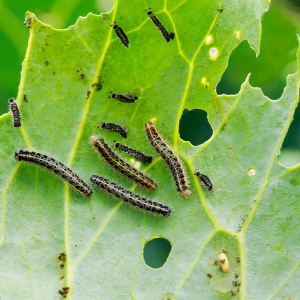 View Insect & Bird Control